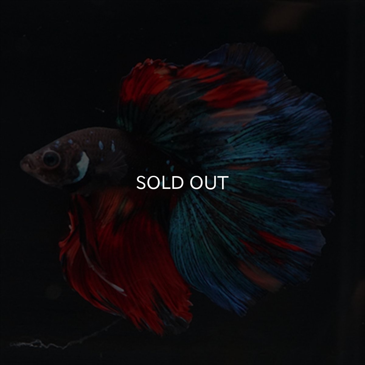 画像5: HM ブラックキャンディ (5)