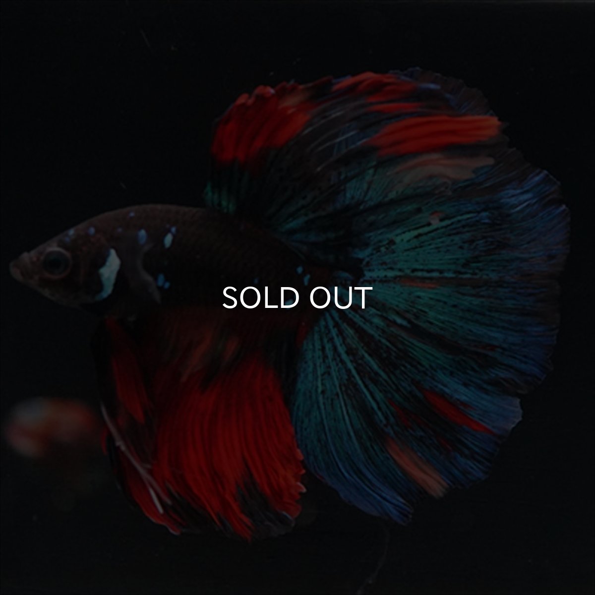 画像4: HM ブラックキャンディ (4)