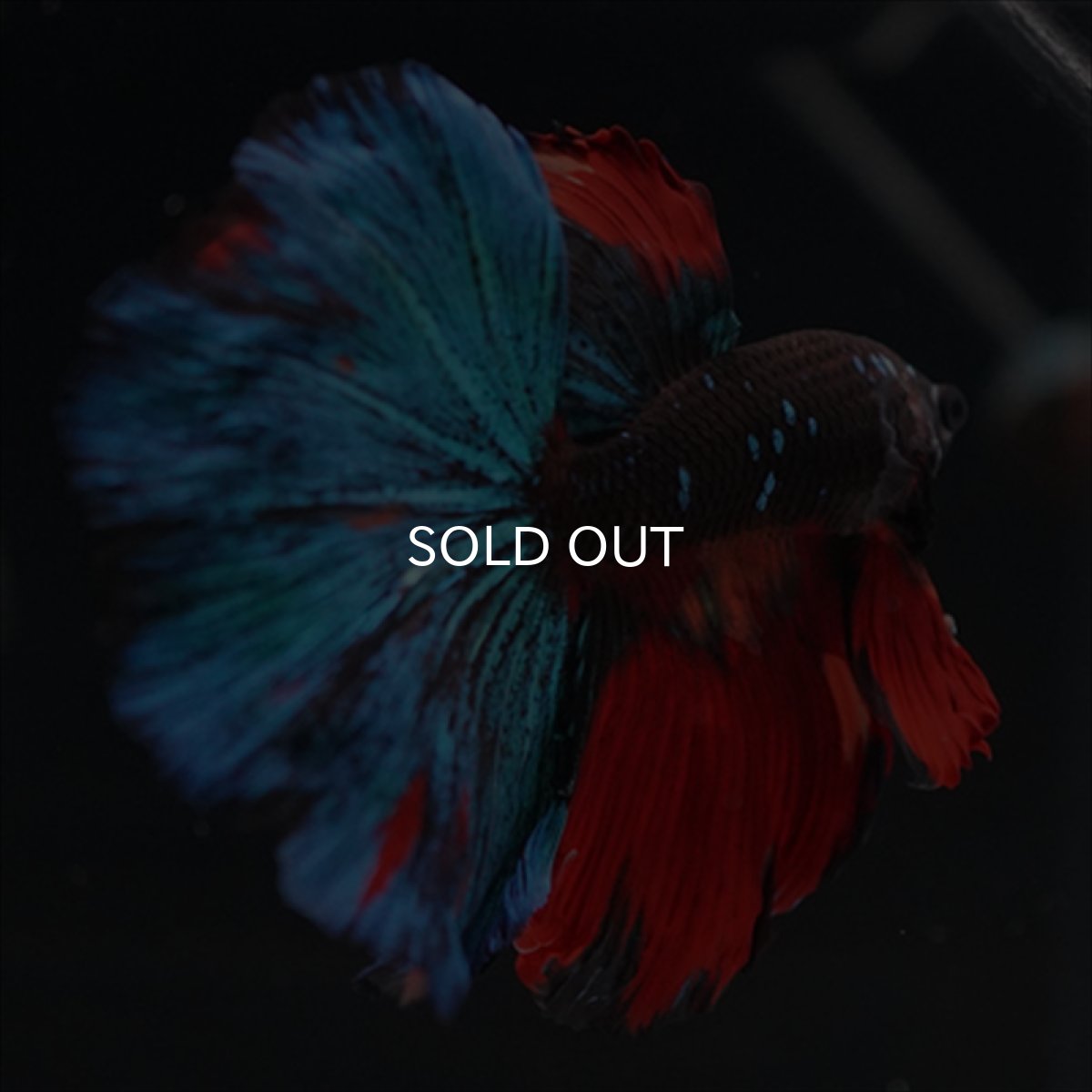 画像3: HM ブラックキャンディ (3)