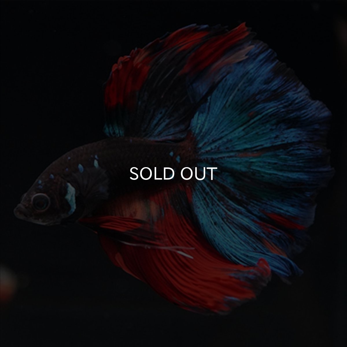 画像2: HM ブラックキャンディ (2)