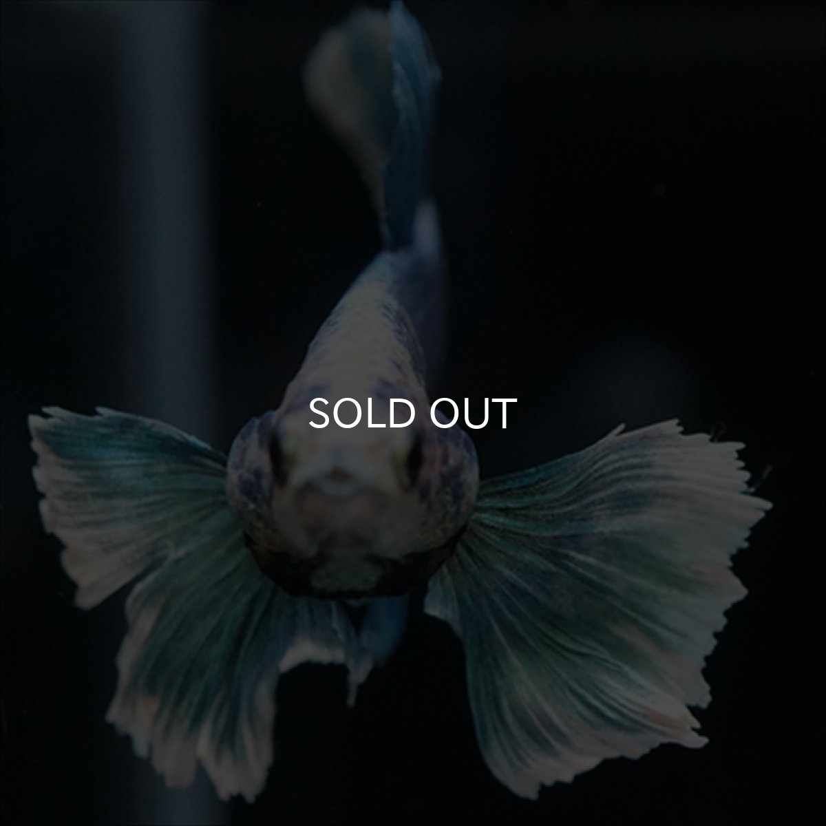 画像19: HMPK ホワイトブルーダンボ (19)