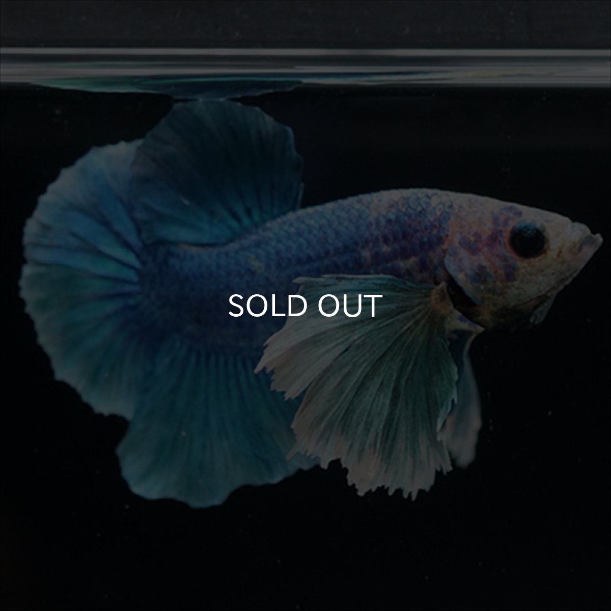 画像2: HMPK ホワイトブルーダンボ (2)