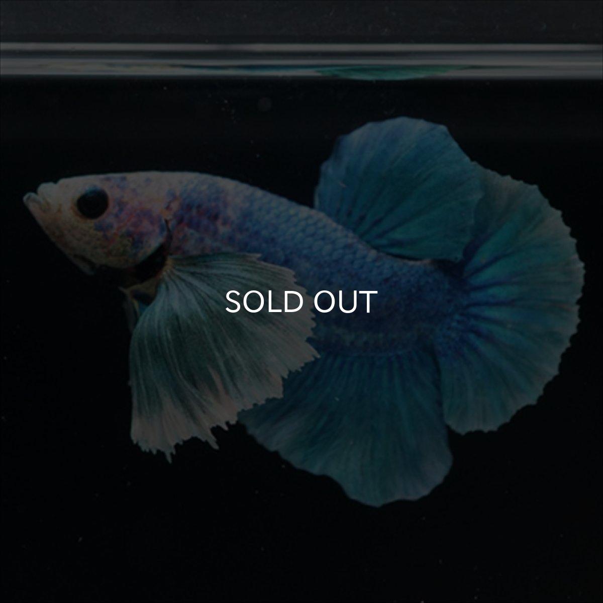 画像1: HMPK ホワイトブルーダンボ (1)