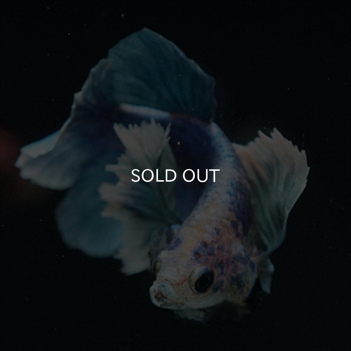 画像18: HMPK ホワイトブルーダンボ (18)