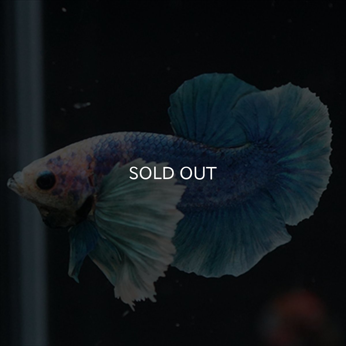 画像17: HMPK ホワイトブルーダンボ (17)