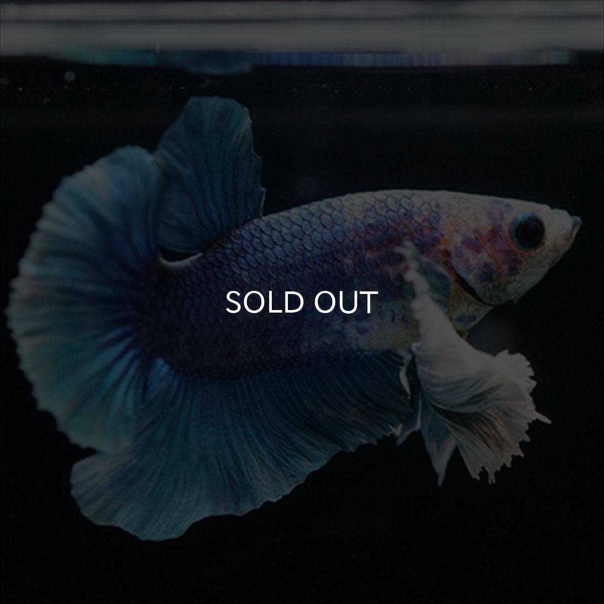 画像16: HMPK ホワイトブルーダンボ (16)