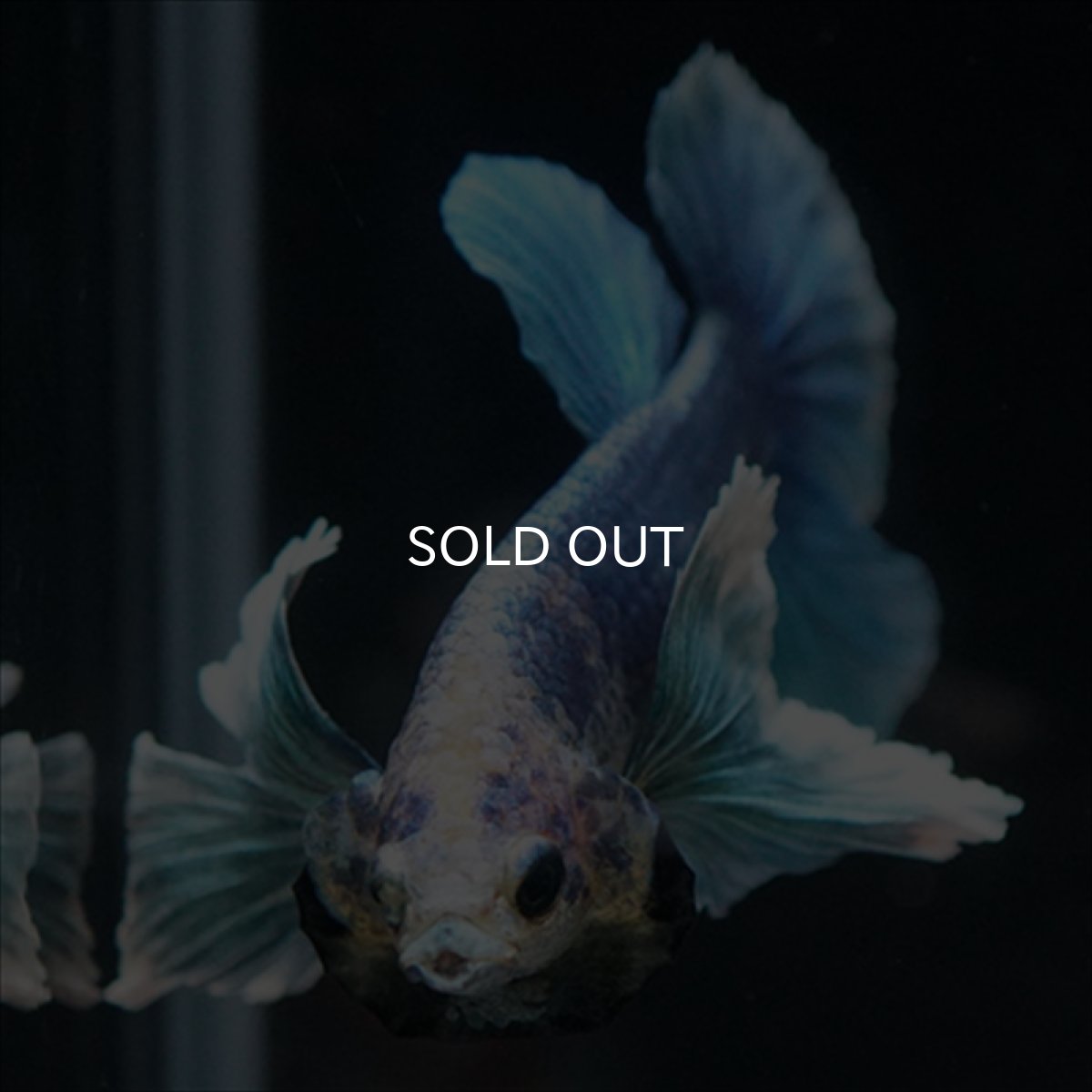 画像15: HMPK ホワイトブルーダンボ (15)