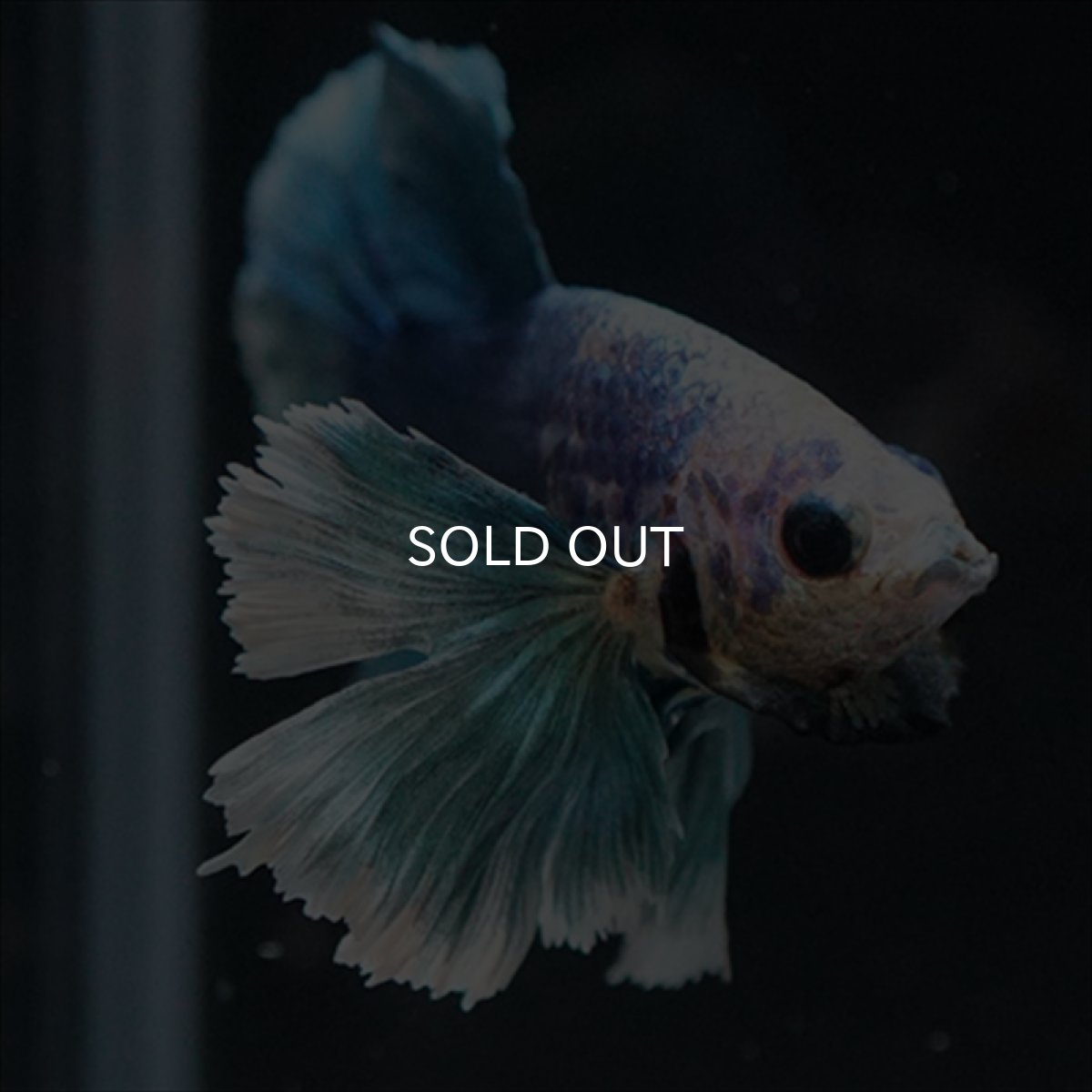 画像14: HMPK ホワイトブルーダンボ (14)