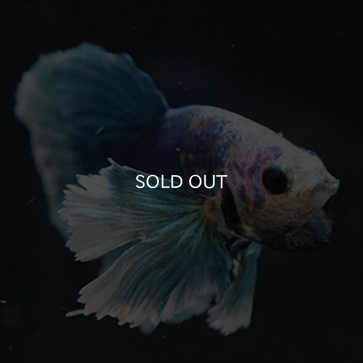 画像13: HMPK ホワイトブルーダンボ (13)