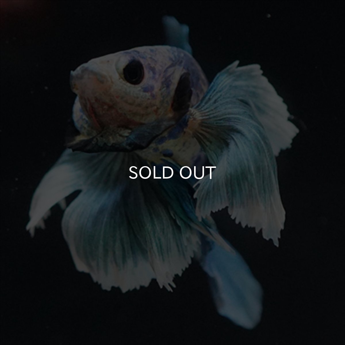 画像12: HMPK ホワイトブルーダンボ (12)