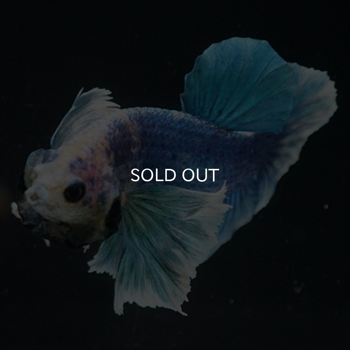 画像10: HMPK ホワイトブルーダンボ (10)