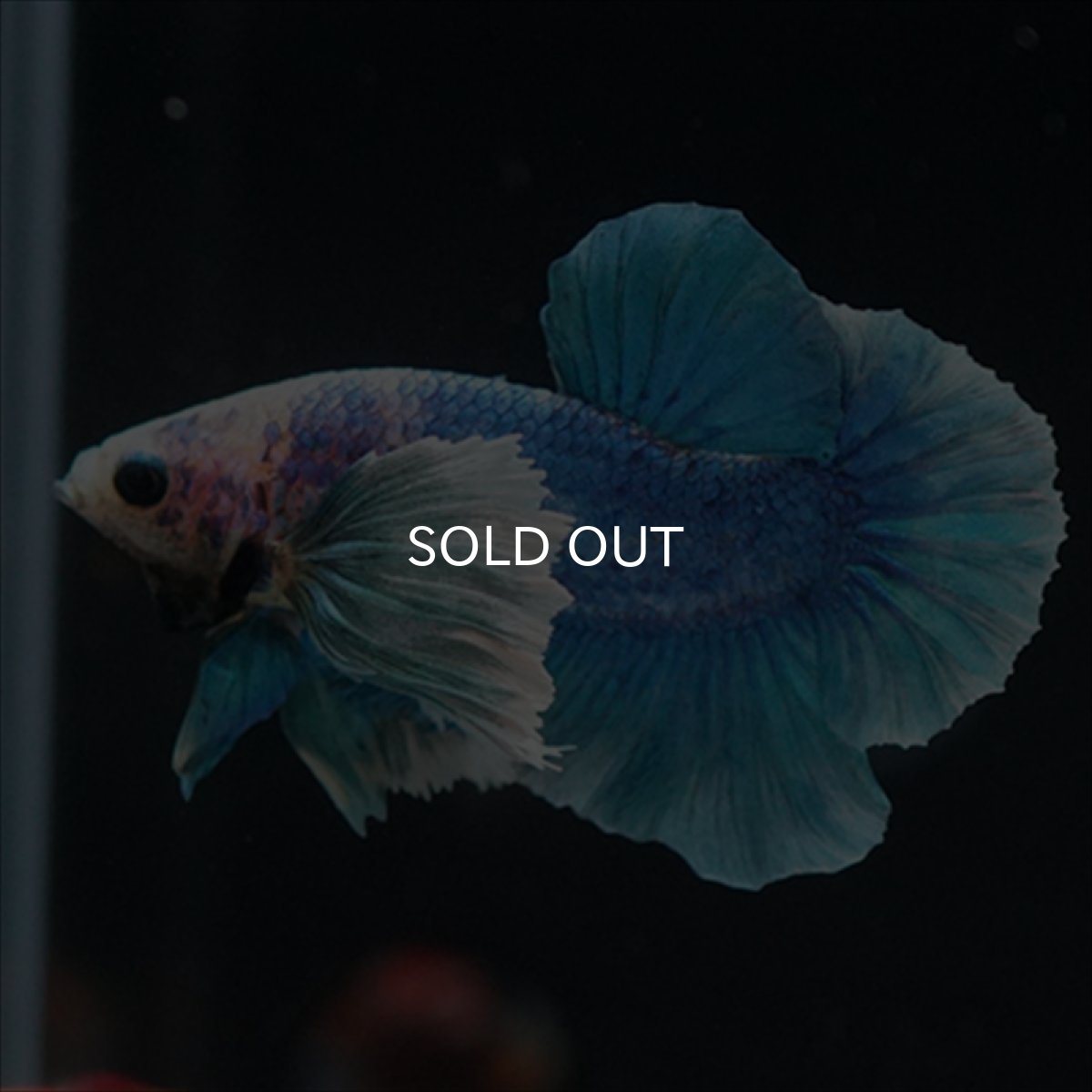 画像9: HMPK ホワイトブルーダンボ (9)