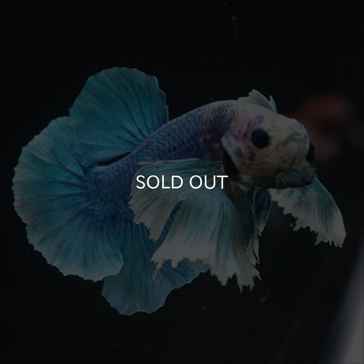 画像8: HMPK ホワイトブルーダンボ (8)