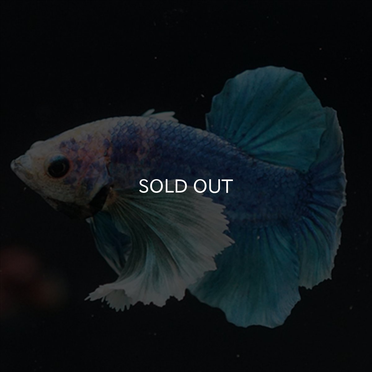 画像7: HMPK ホワイトブルーダンボ (7)