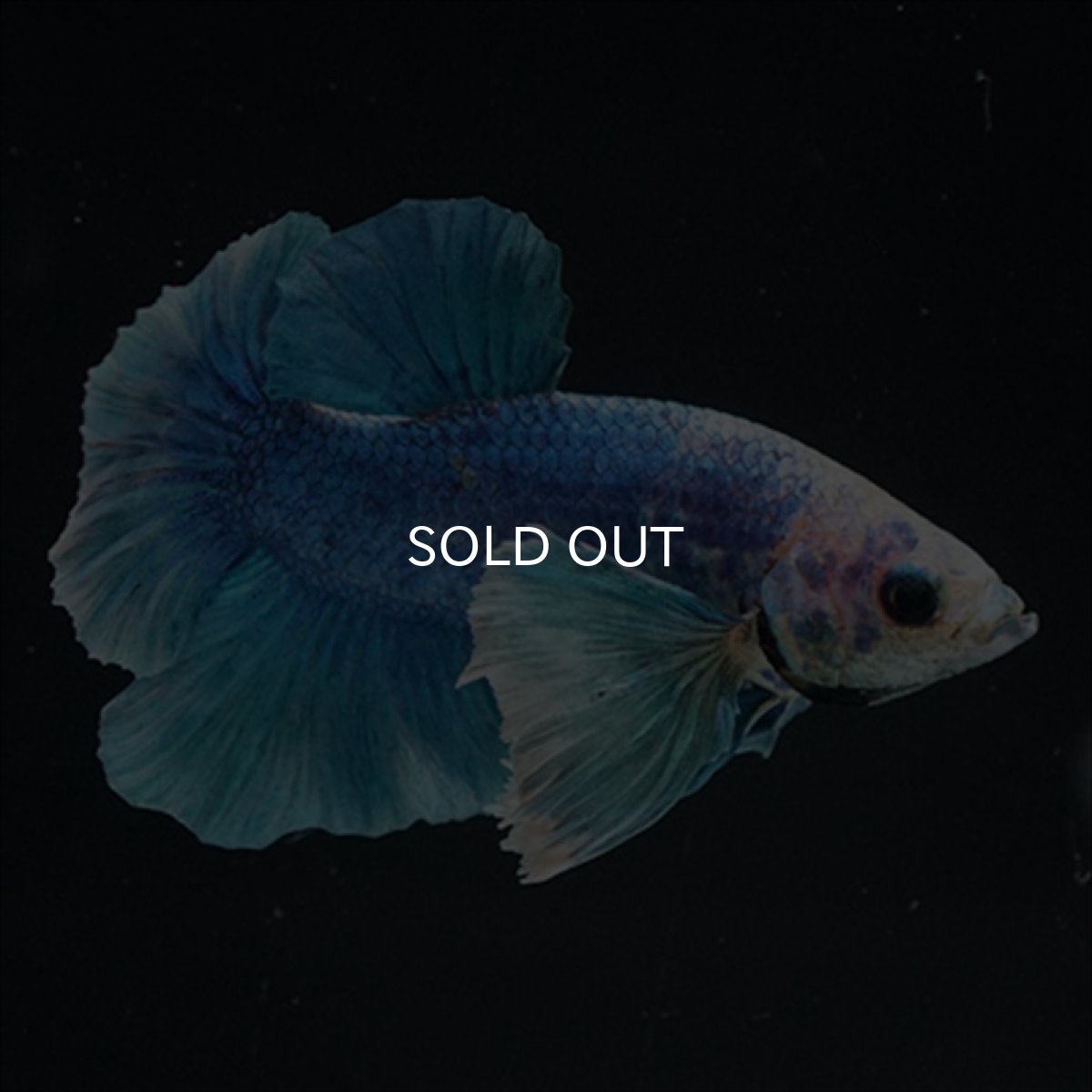 画像6: HMPK ホワイトブルーダンボ (6)