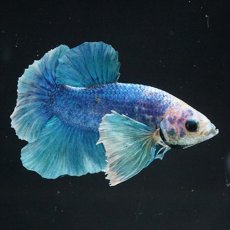 画像6: HMPK ホワイトブルーダンボ (6)