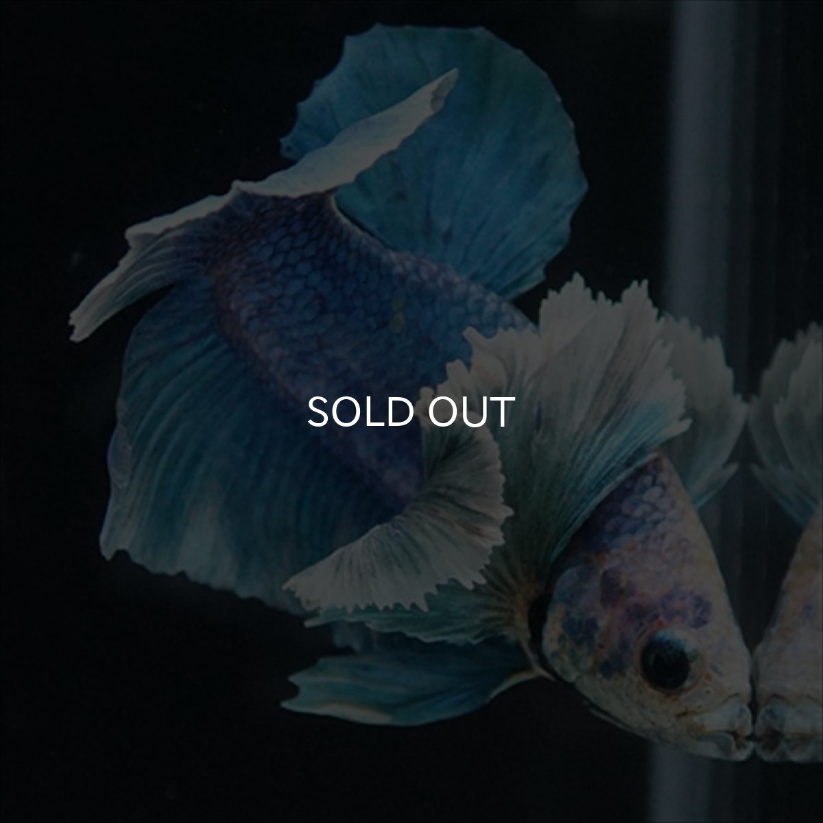 画像5: HMPK ホワイトブルーダンボ (5)