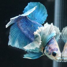 画像5: HMPK ホワイトブルーダンボ (5)