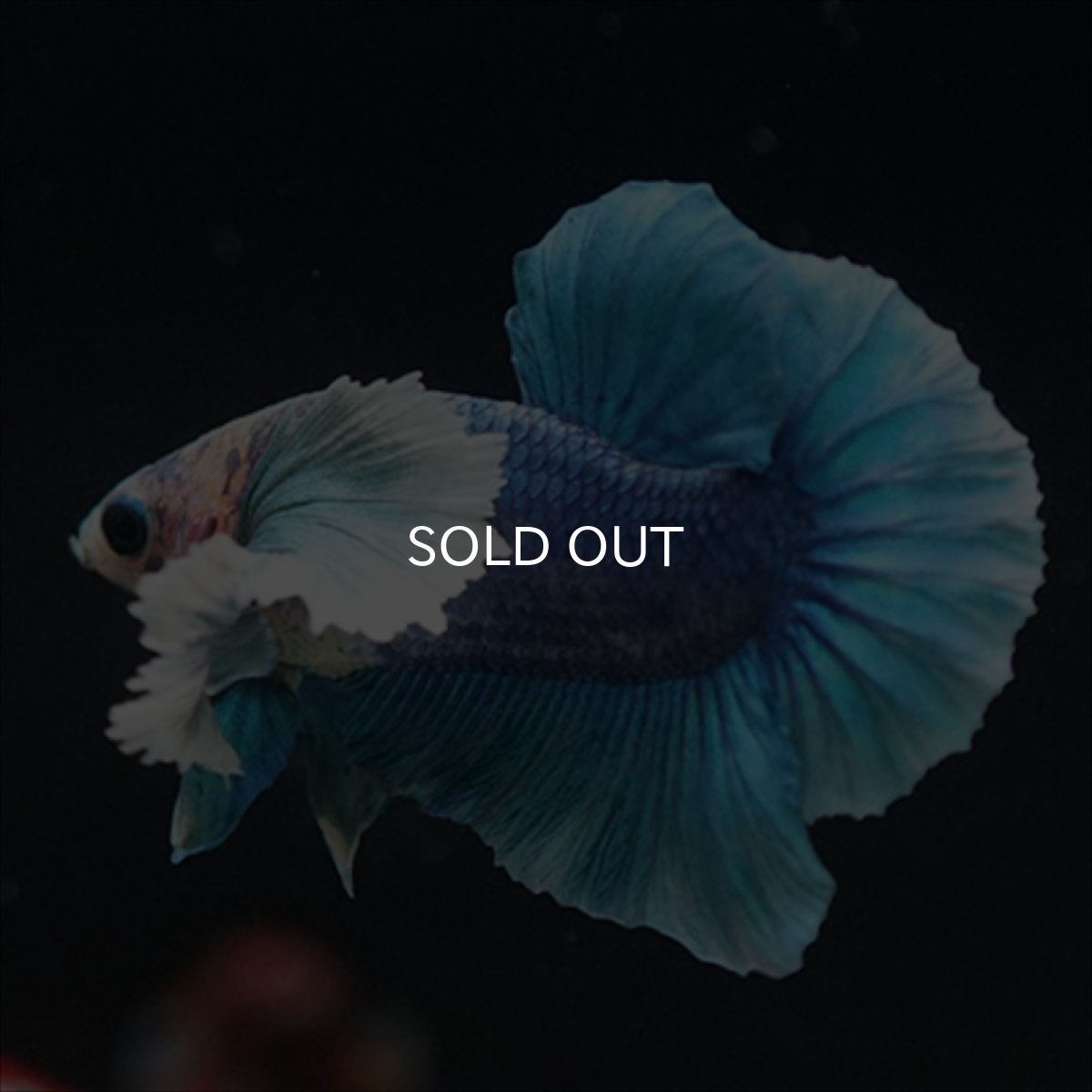 画像4: HMPK ホワイトブルーダンボ (4)