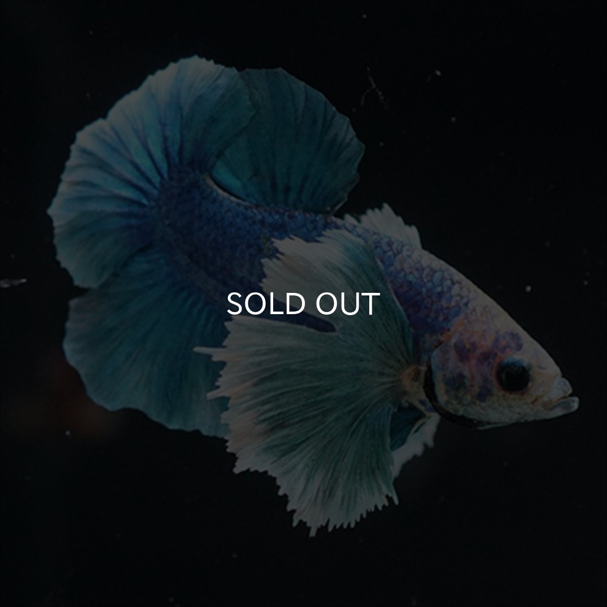 画像3: HMPK ホワイトブルーダンボ (3)