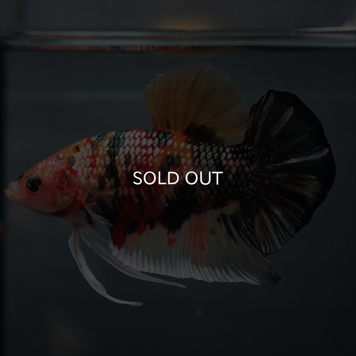 画像15: GHMPK キャンディカッパー (15)