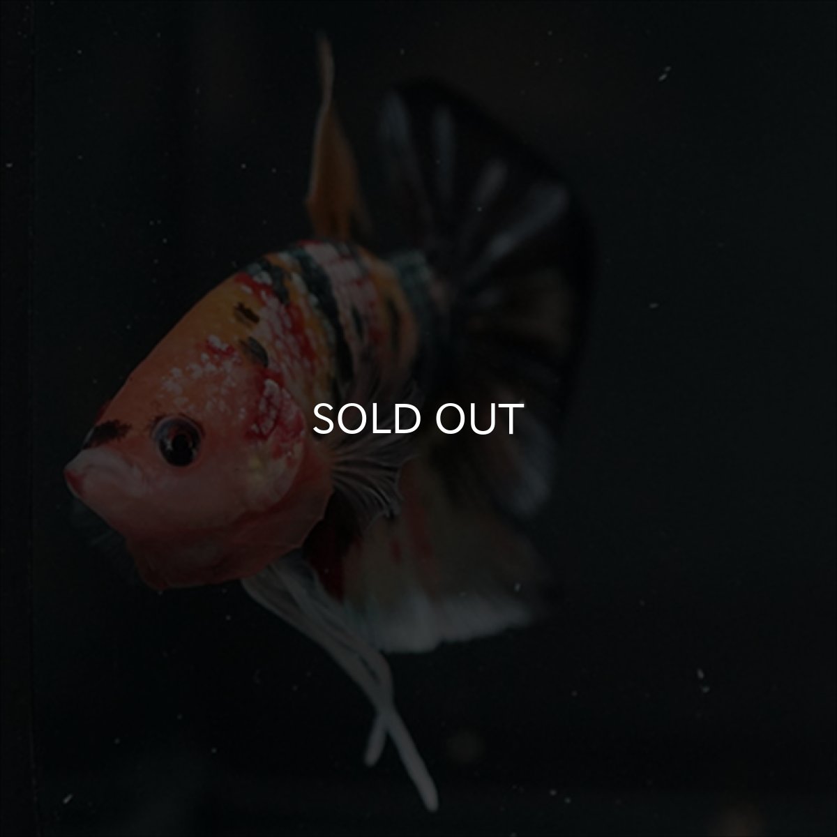 画像14: GHMPK キャンディカッパー (14)