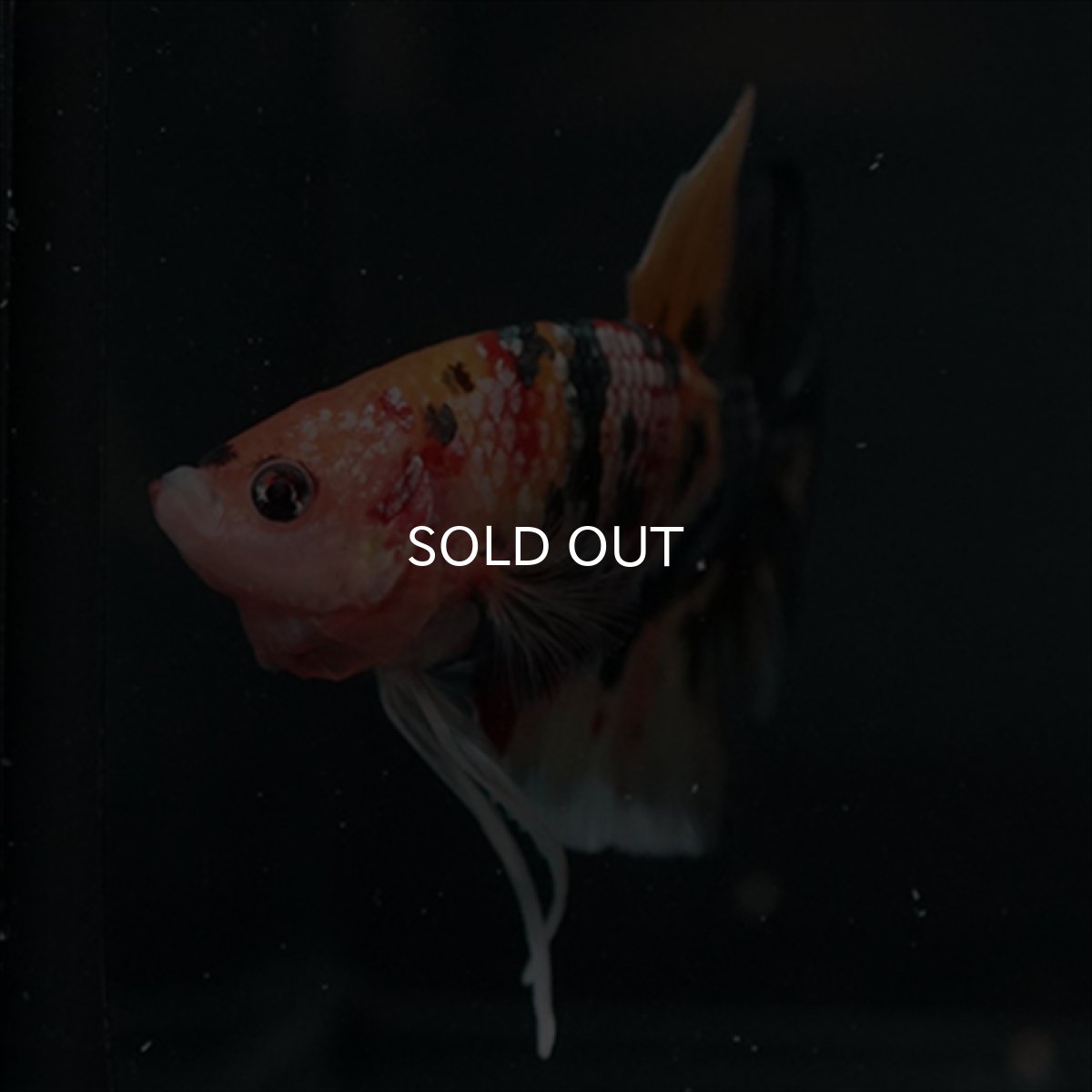 画像13: GHMPK キャンディカッパー (13)