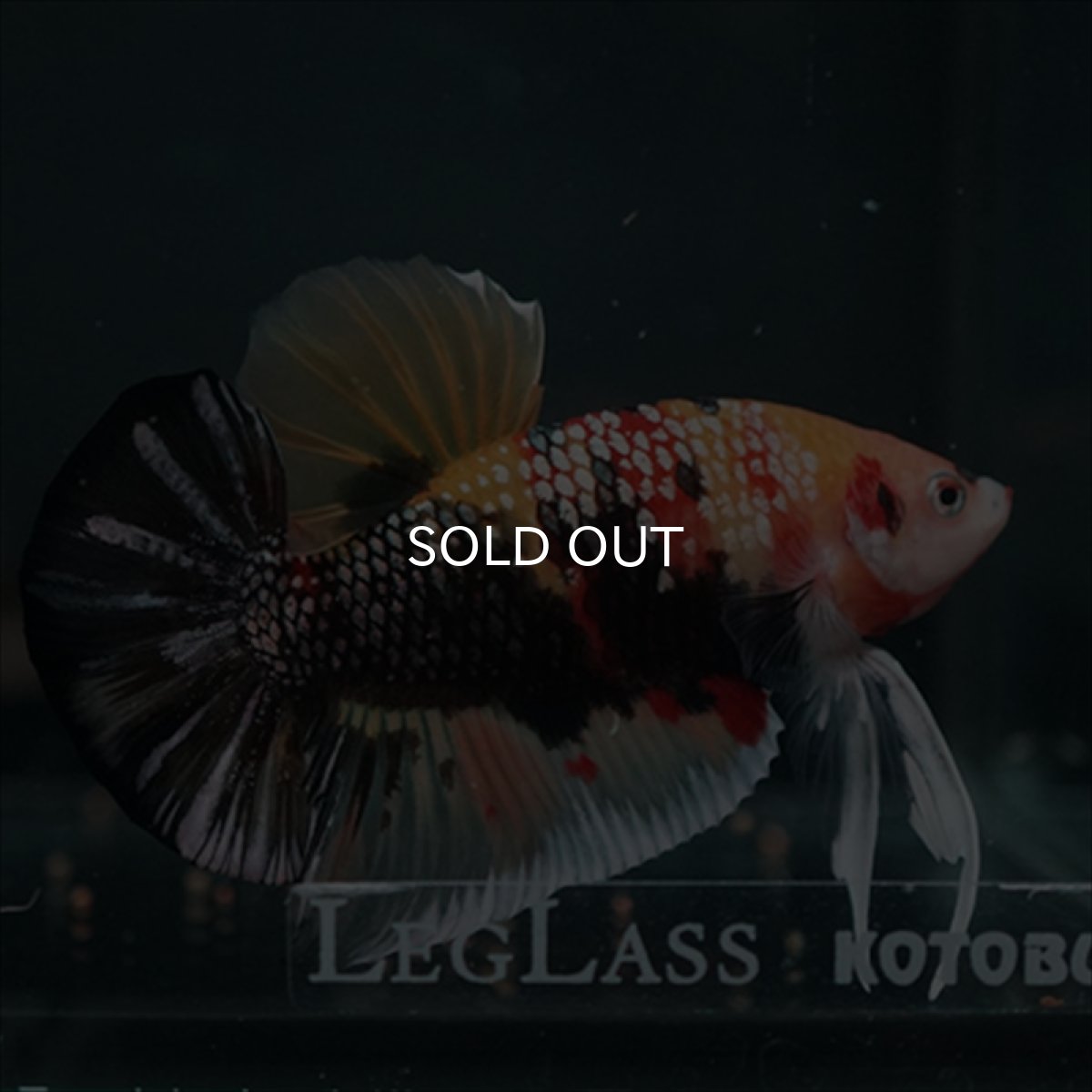 画像2: GHMPK キャンディカッパー (2)