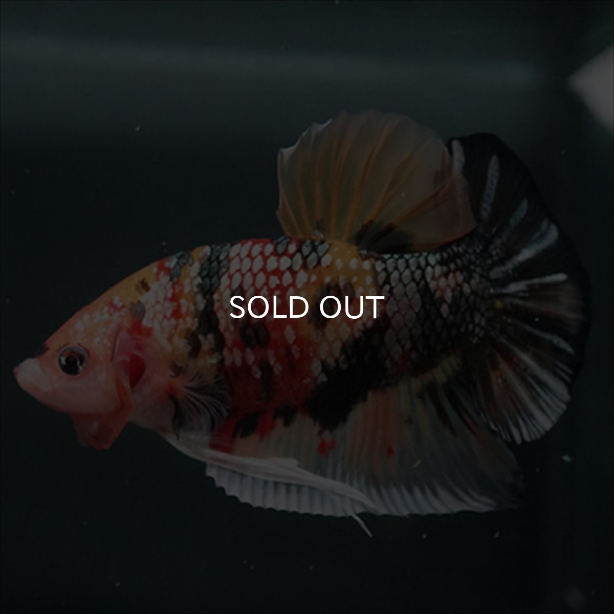 画像12: GHMPK キャンディカッパー (12)