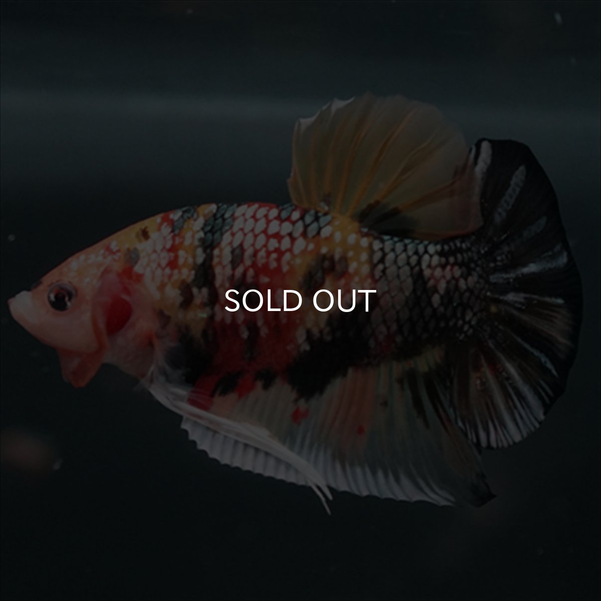 画像11: GHMPK キャンディカッパー (11)