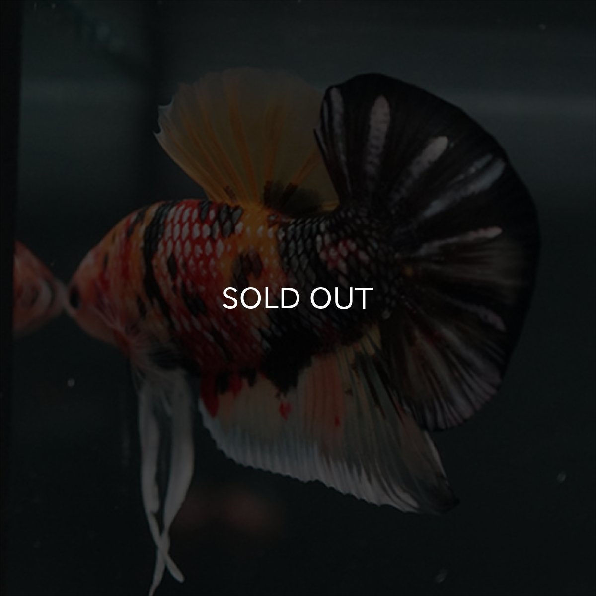 画像10: GHMPK キャンディカッパー (10)