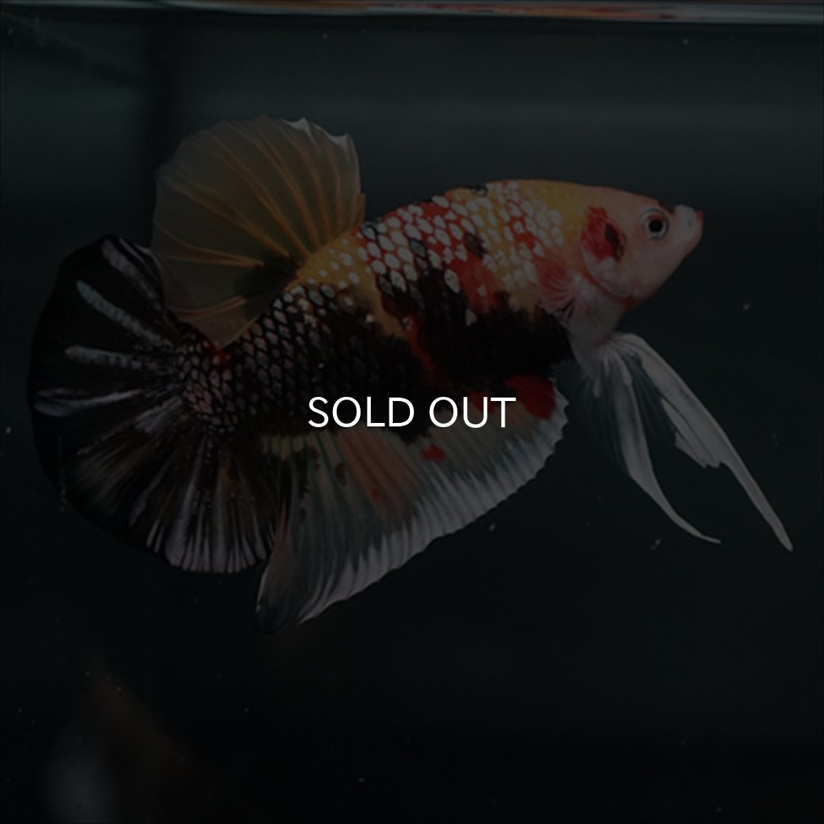 画像4: GHMPK キャンディカッパー (4)