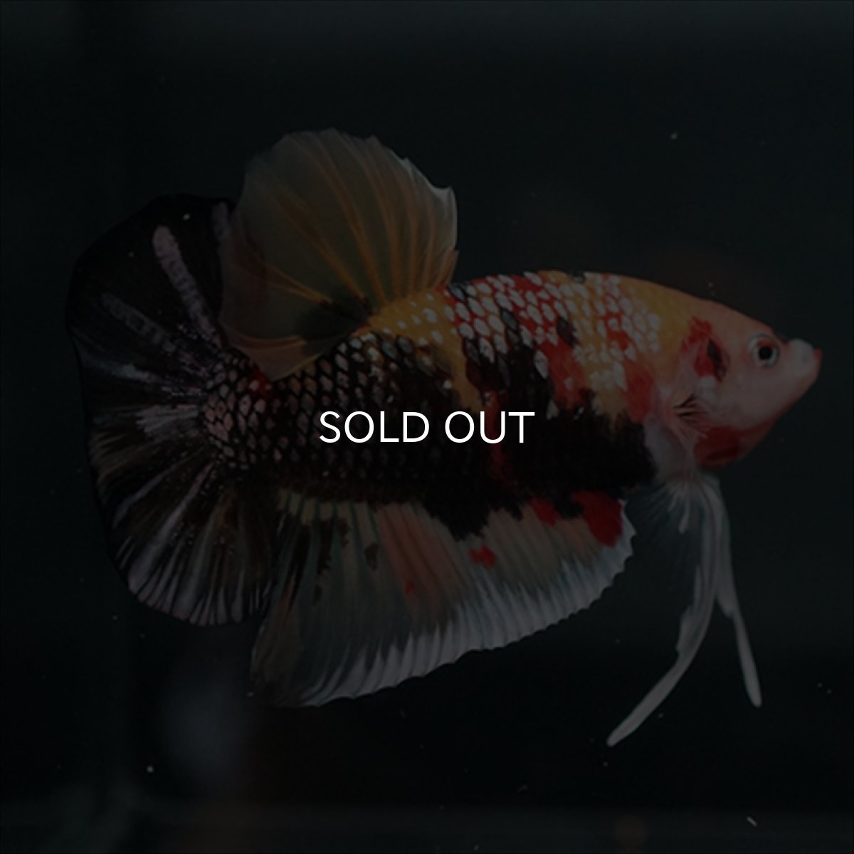 画像9: GHMPK キャンディカッパー (9)