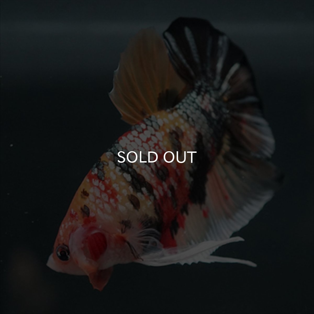 画像8: GHMPK キャンディカッパー (8)