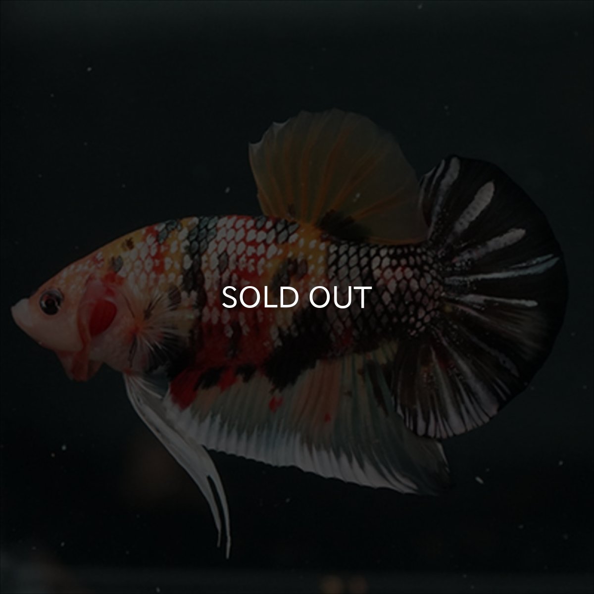 画像1: GHMPK キャンディカッパー (1)