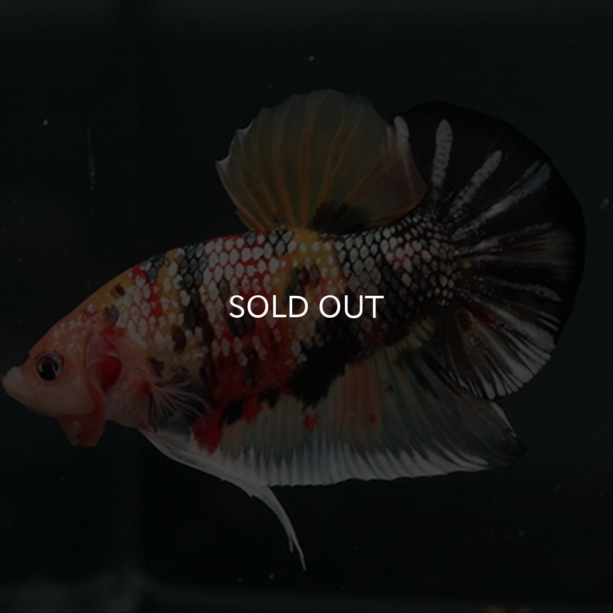 画像3: GHMPK キャンディカッパー (3)