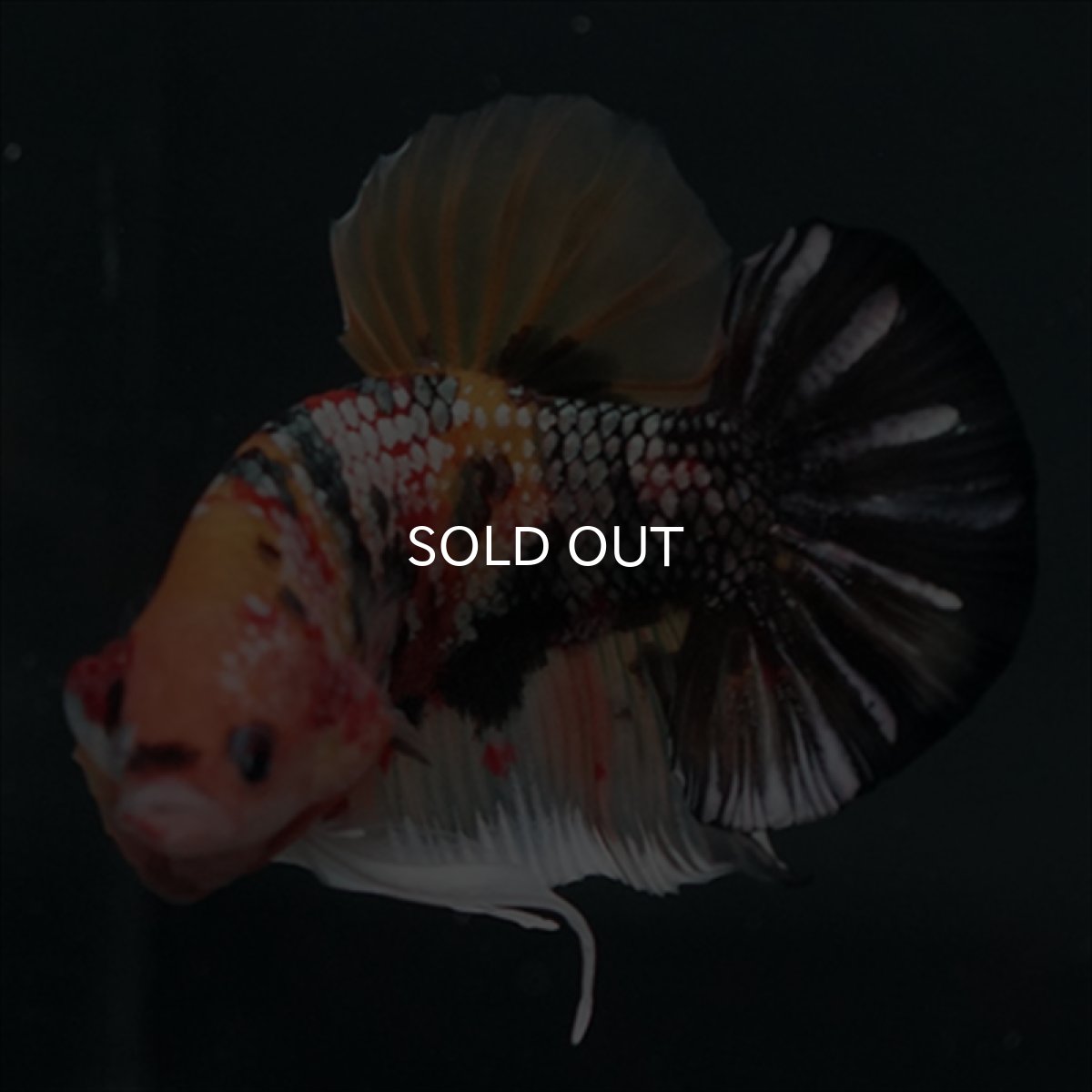 画像7: GHMPK キャンディカッパー (7)