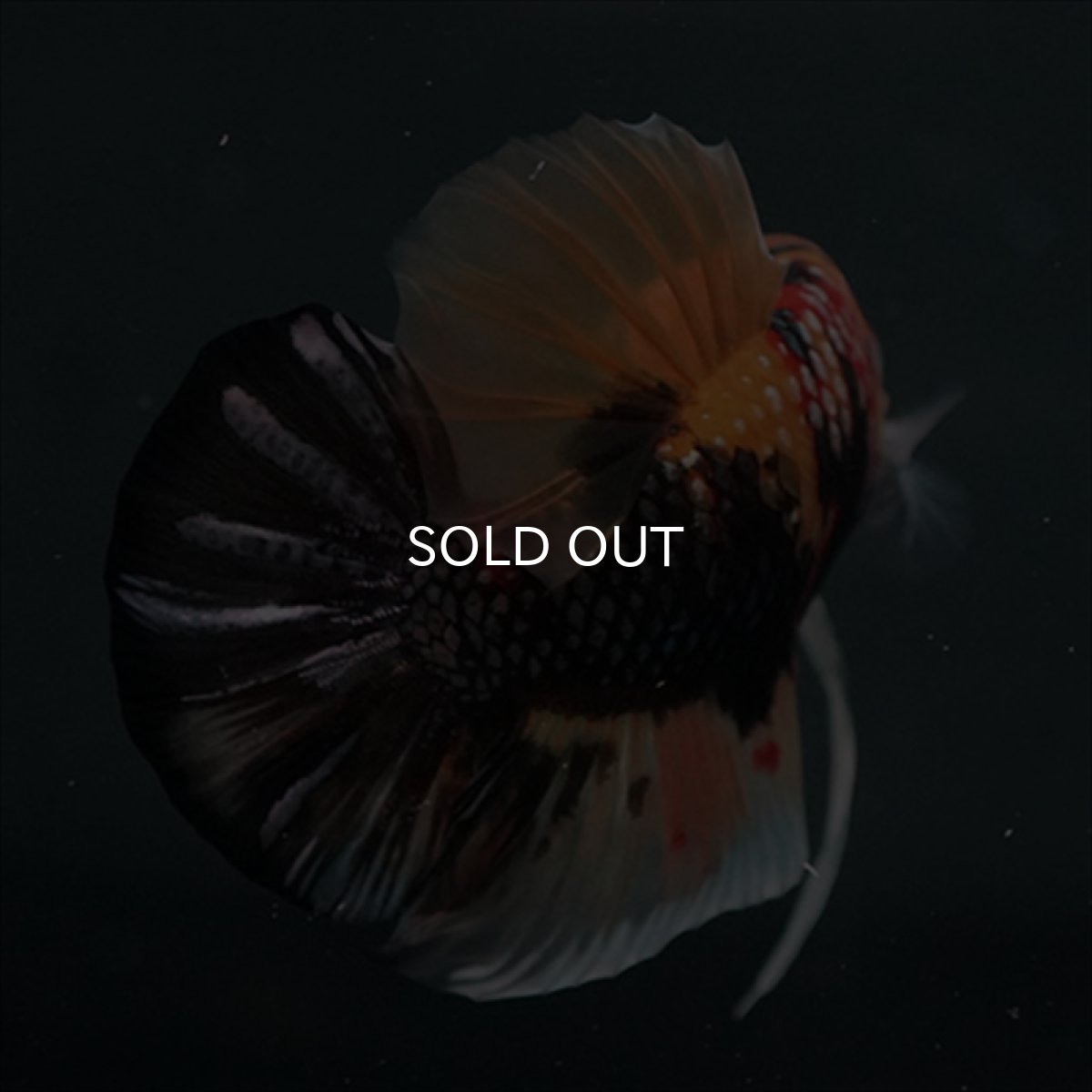 画像6: GHMPK キャンディカッパー (6)