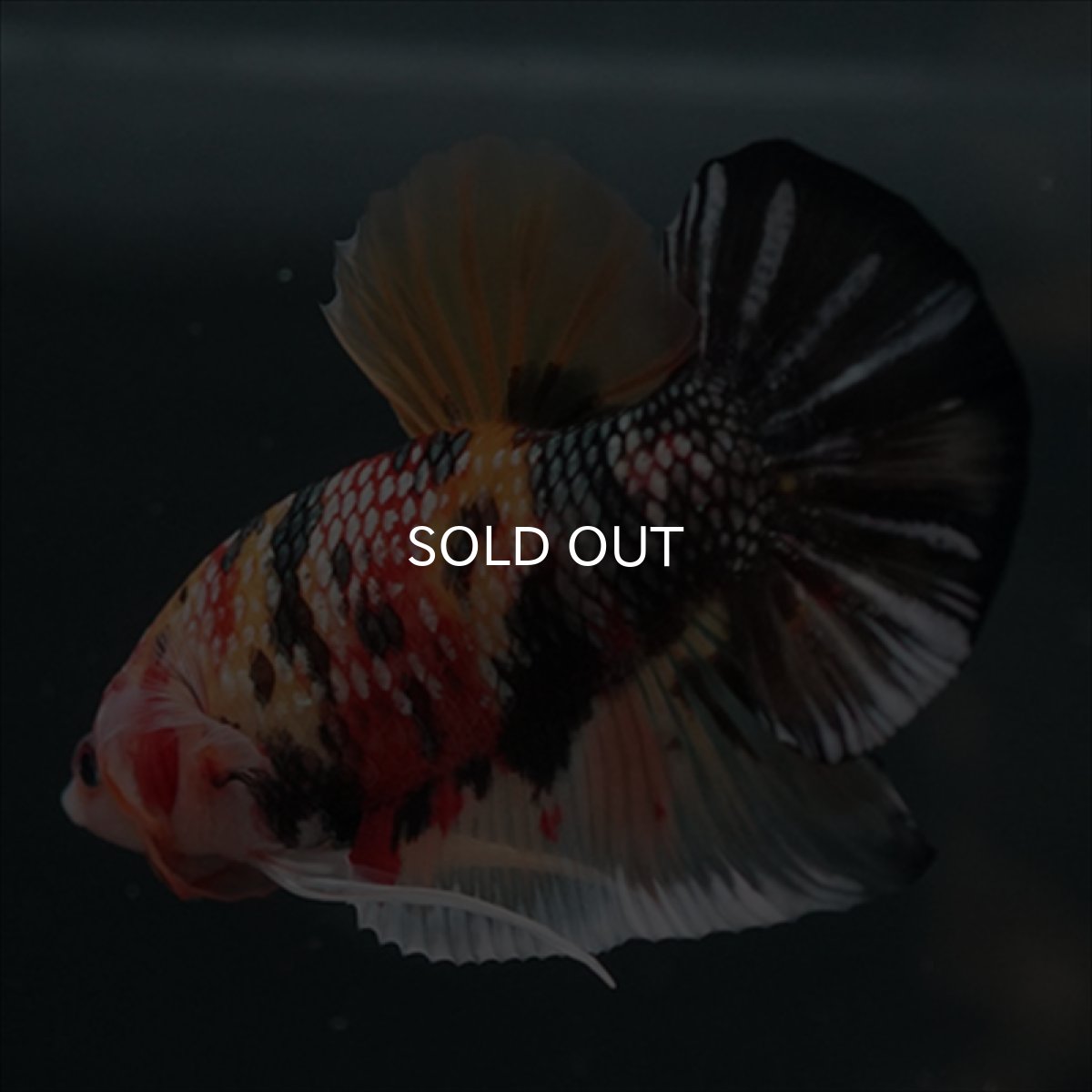 画像5: GHMPK キャンディカッパー (5)