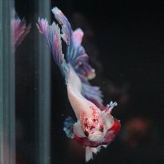 画像7: HM　ファンシー　ローズテール (7)