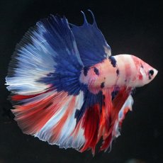 画像16: HM　ホワイトファンシー (16)