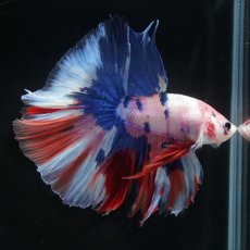 画像12: HM　ホワイトファンシー (12)
