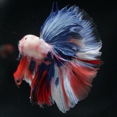 画像7: HM　ホワイトファンシー (7)