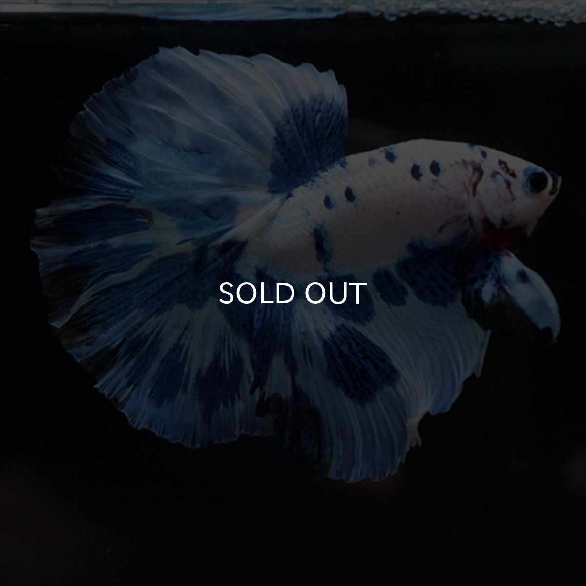 画像10: HM　ホワイトブルードット (10)