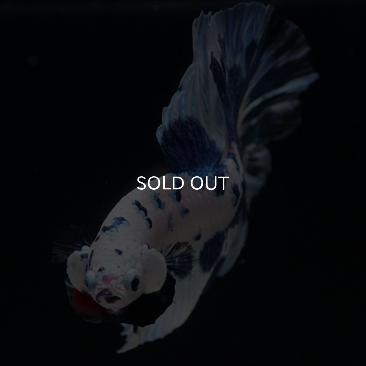 画像9: HM　ホワイトブルードット (9)