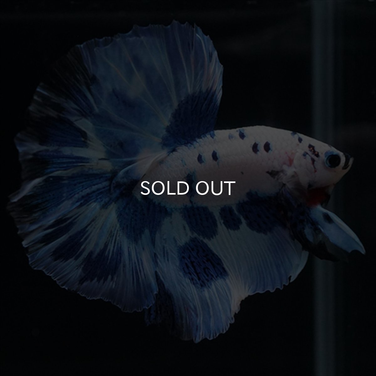 画像7: HM　ホワイトブルードット (7)