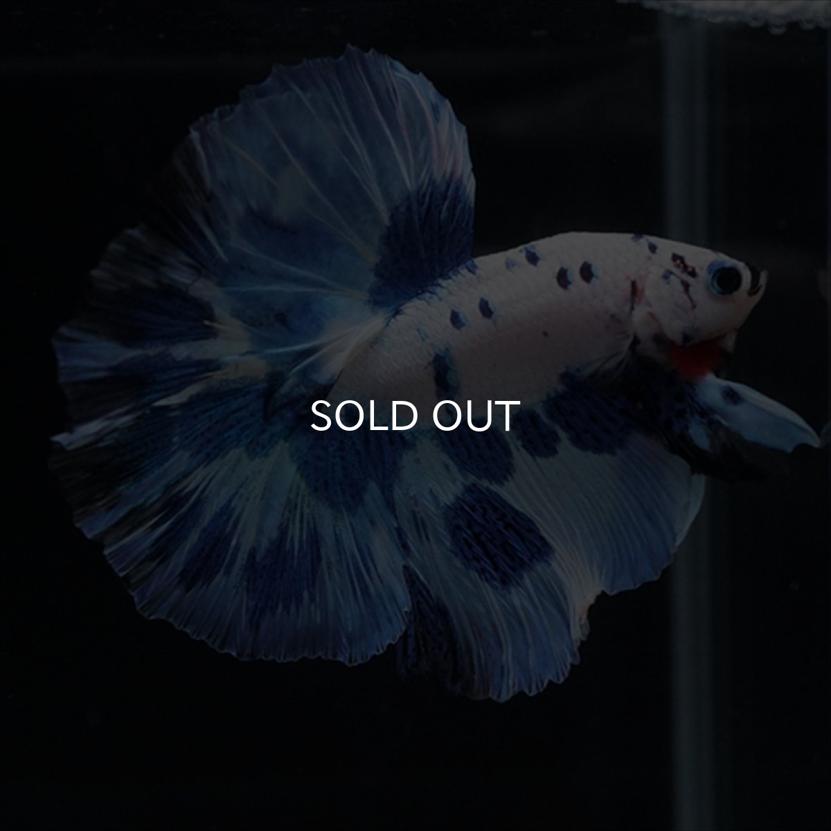 画像6: HM　ホワイトブルードット (6)