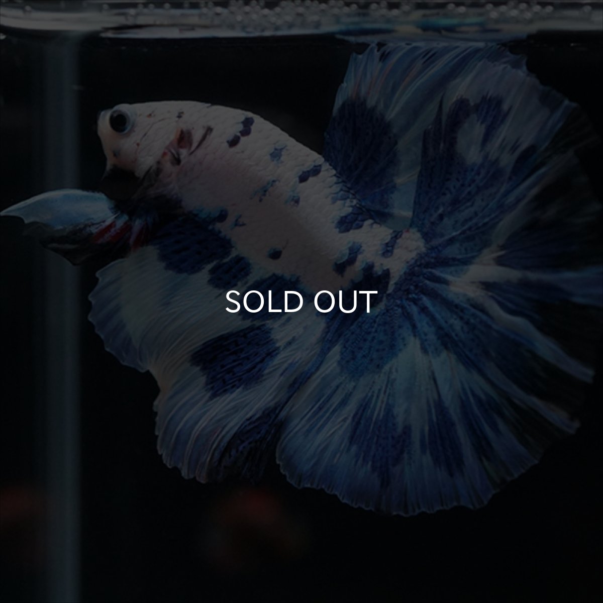 画像5: HM　ホワイトブルードット (5)