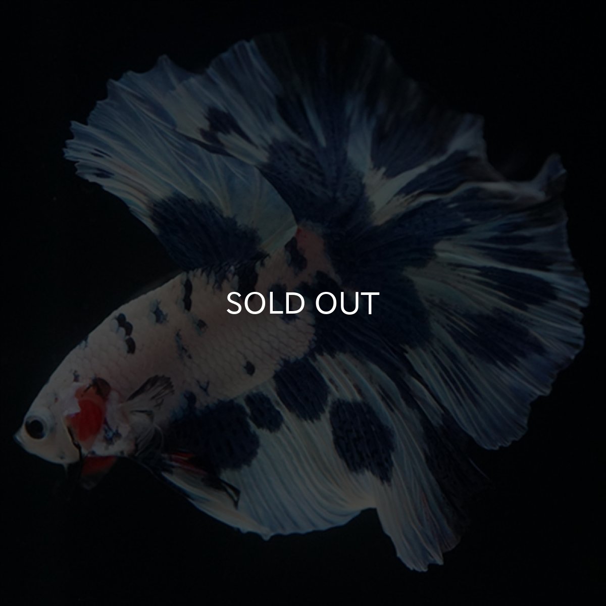 画像4: HM　ホワイトブルードット (4)