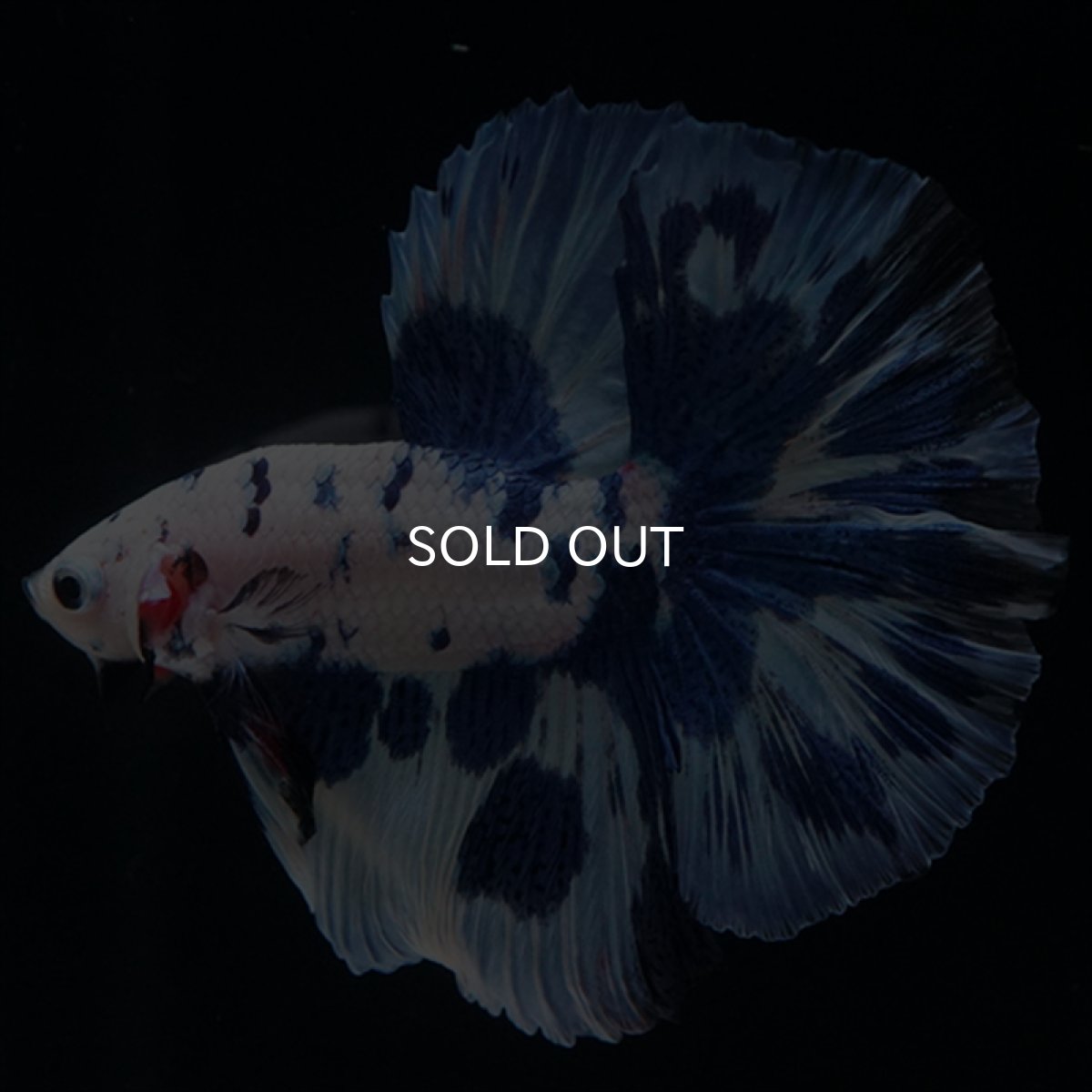 画像3: HM　ホワイトブルードット (3)